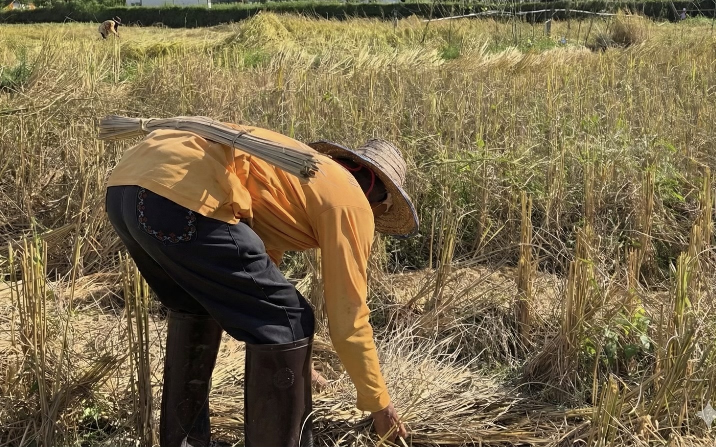 https://heathealth.info/wp-content/uploads/rice-farmer1.jpg